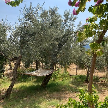 Casa Sisu-Appartamento Immerso Negli Ulivi SantʼElia Fiumerapido Eksteriør bilde